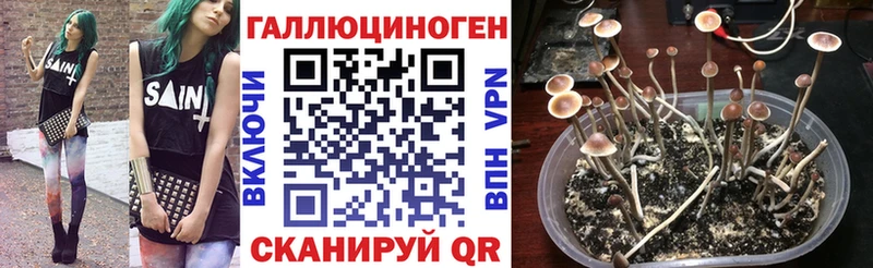 купить   Советская Гавань  ОМГ ОМГ как войти  Галлюциногенные грибы ЛСД 